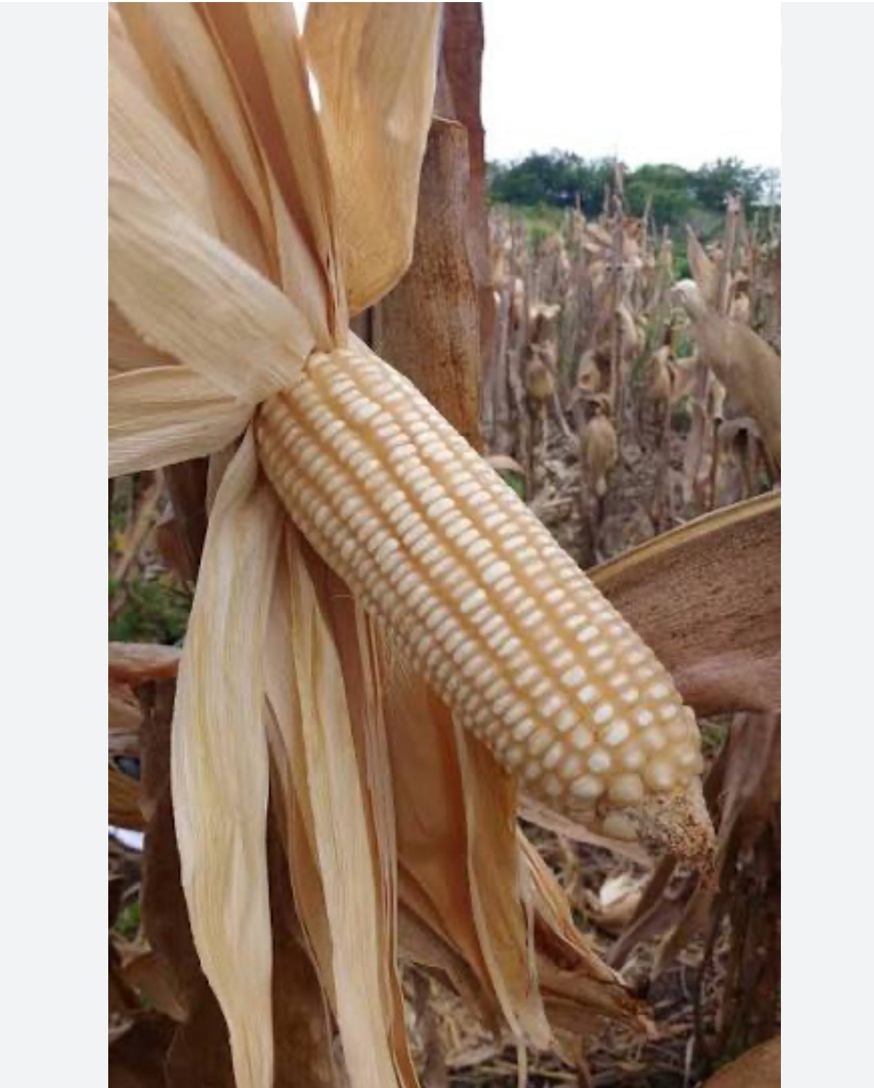 Maíz blanco (1 libra)