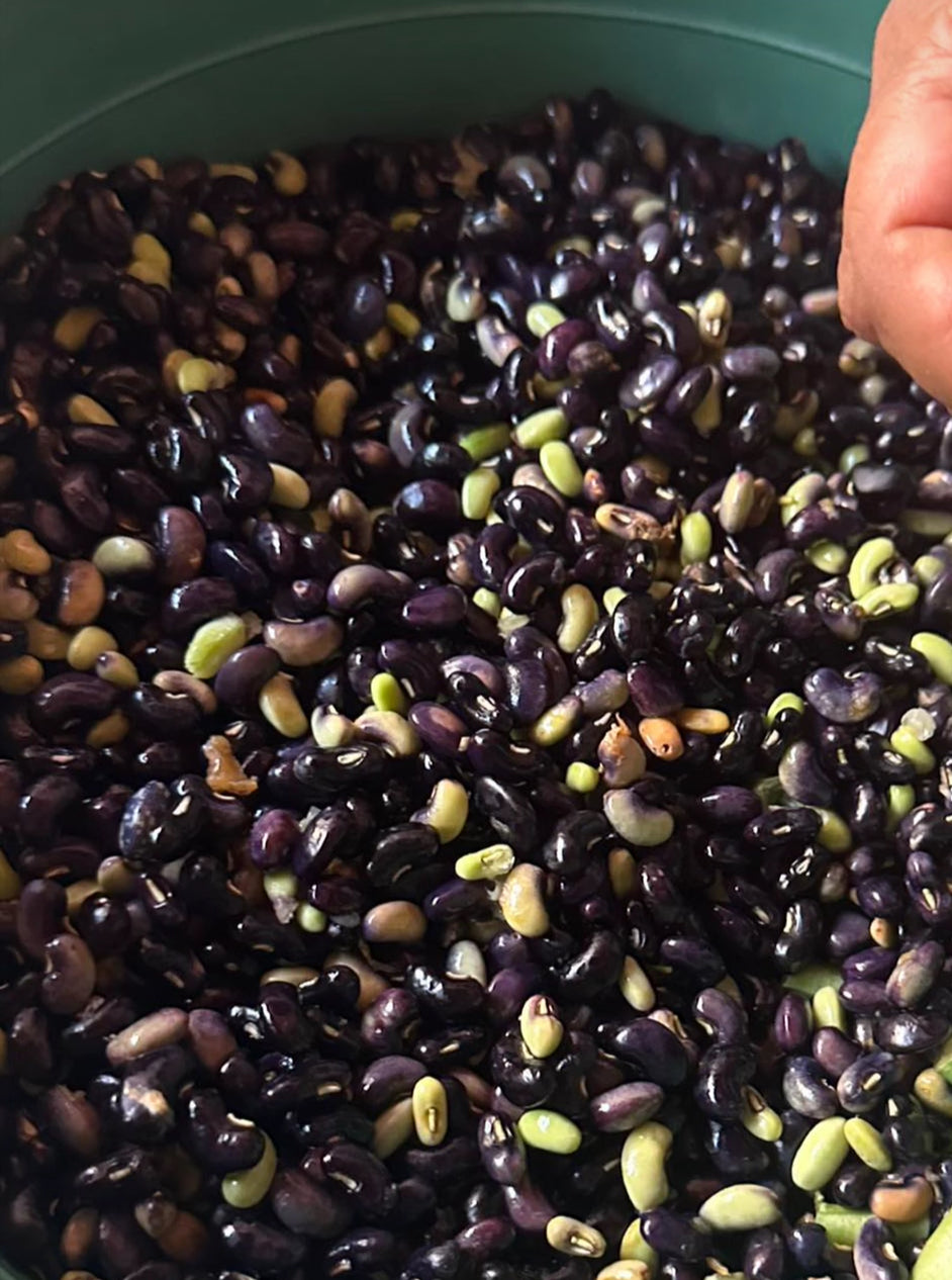 Frijoles monos o mica frescos