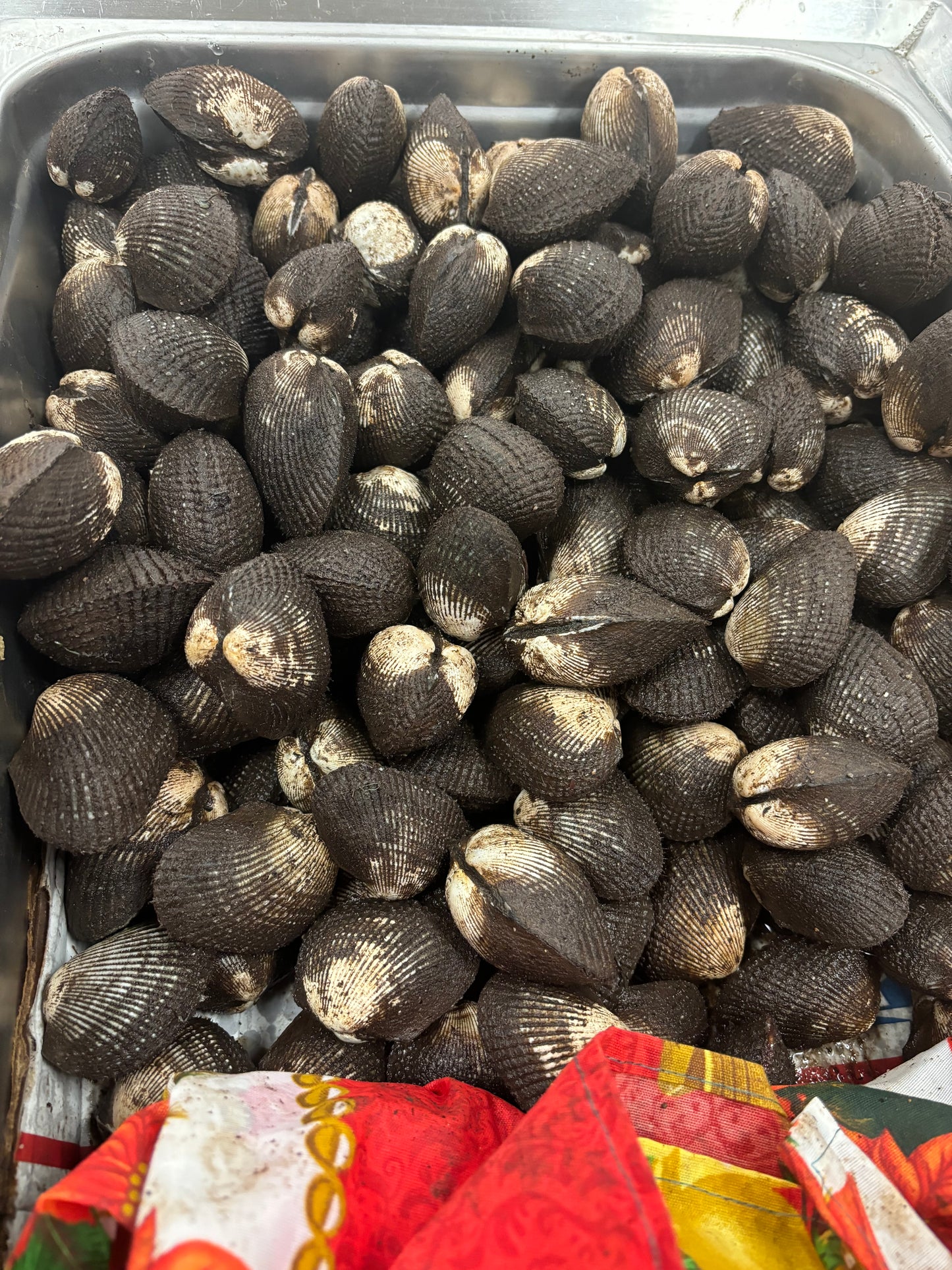 Curiles frescos congelados docena